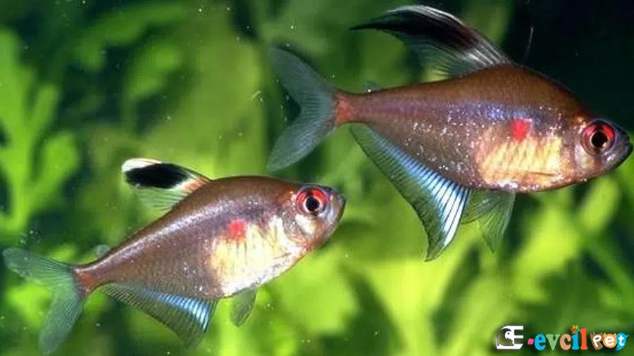 Hyphessobrycon erythrostigma (Kırmızı Tetra)