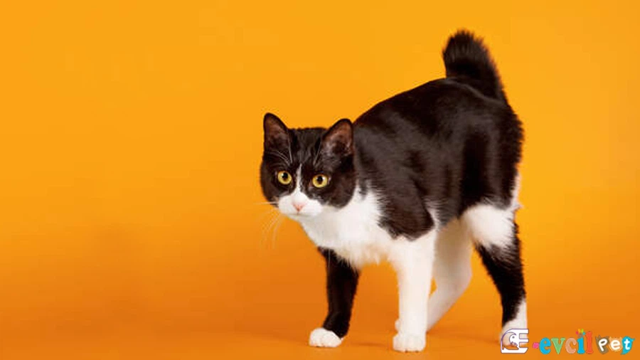 Japon Bobtail Genetik Sağlık Sorunları