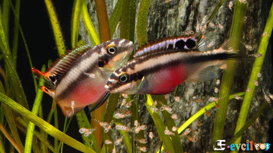 Kribensis (Pelvicachromis pulcher)
