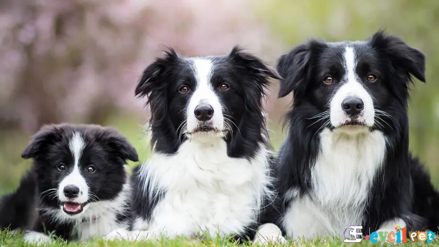 Border Collie Bakımı ve Beslenmesi