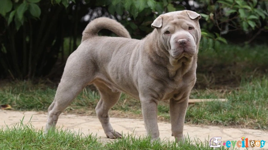 Chinese Shar Pei