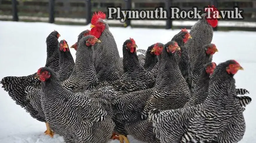 Plymouth Rock Tavuk