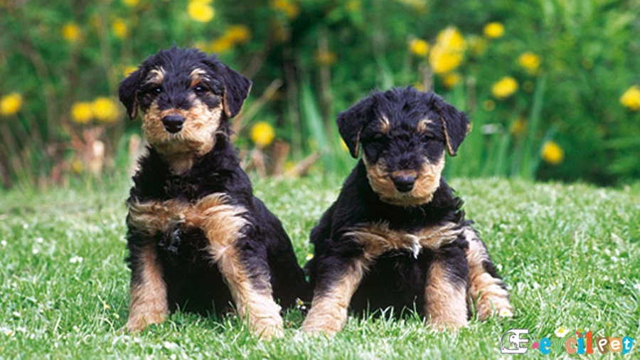 Airedale Terrier Airedale Terrier Genetik Sağlık Sorunları Hastalıkları