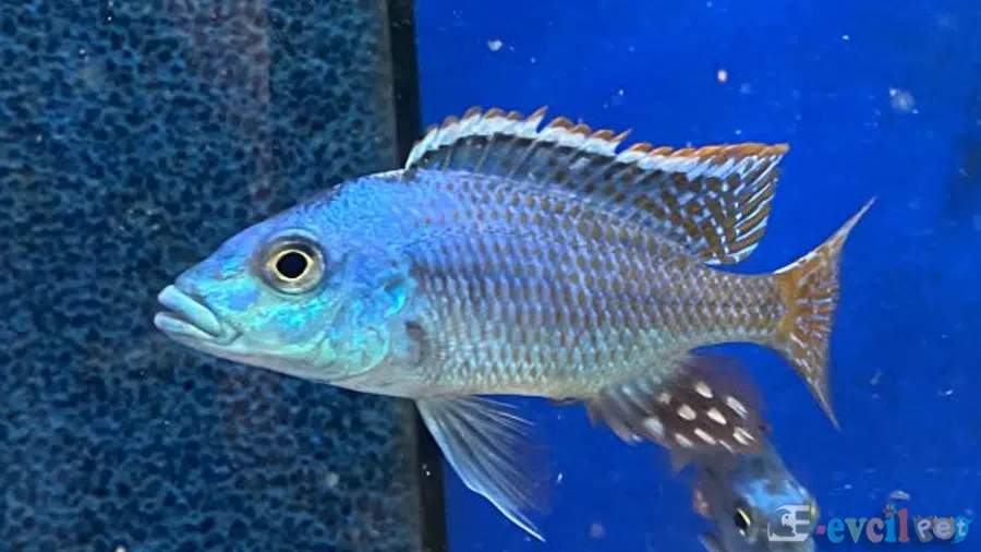 Protomelas Similis akvaryum