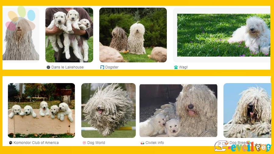 Komondor Temel Eğitimi ve Tuvalet Eğitimi