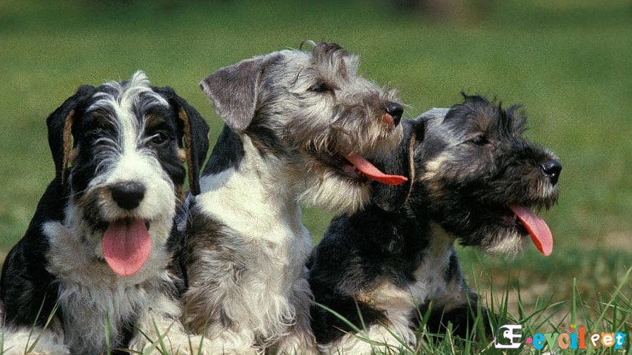 Cesky Terrier Fiziksel Özellikleri