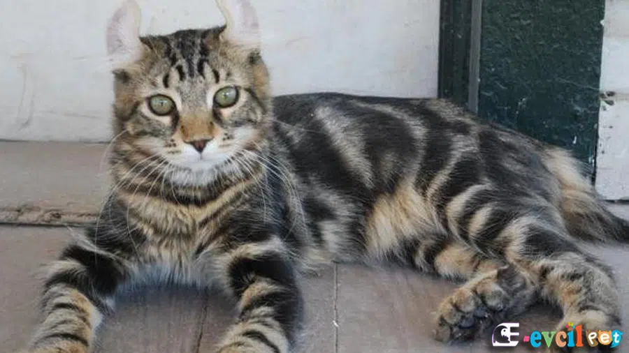 Highlander Kedi