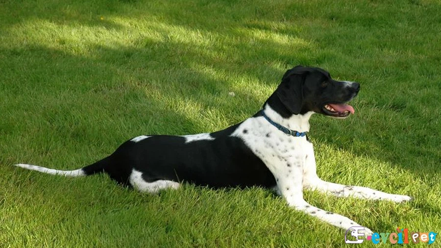 English Pointer Karakter Özellikleri