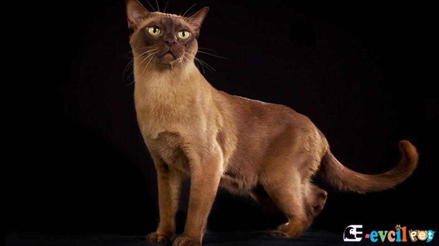 Burmese Kedisi