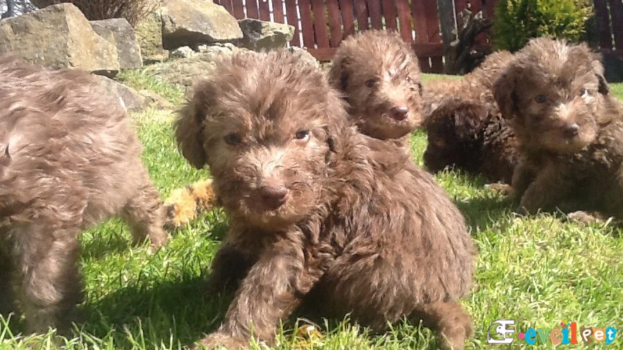 Bedlington Terrier Fiziksel Özellikleri