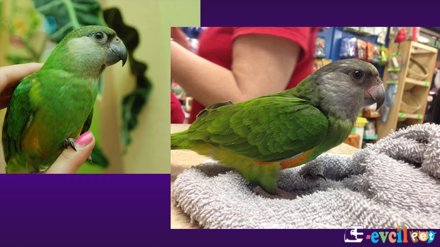 Senegal Papağanı Sağlık Sorunları Hastalıkları