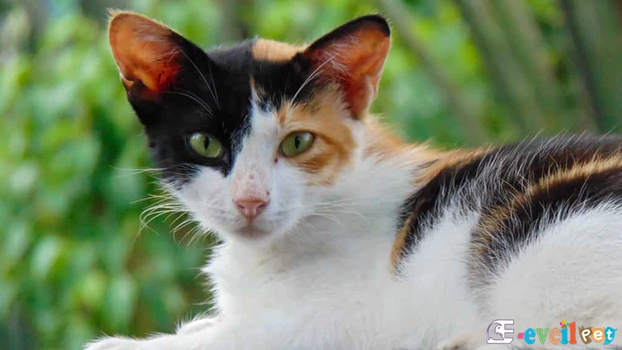 Calico (Patiska) Kedisi