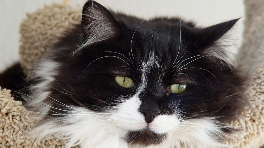 Domestic Longhair Temel Eğitimi ve Tuvalet Eğitimi
