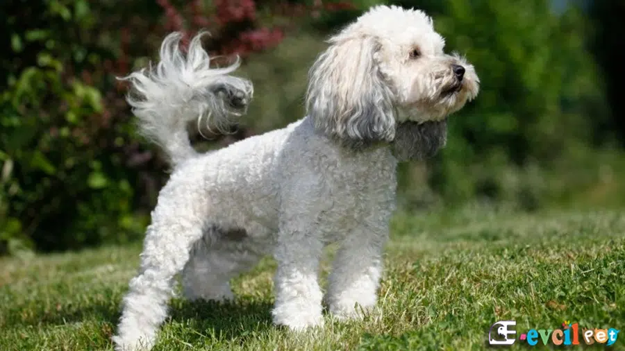 Poochon