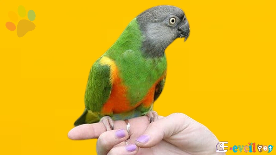 Senegal Papağanı Karakter Özellikleri