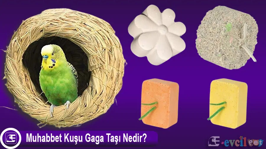 Muhabbet Kuşu Gaga Taşı Nedir?