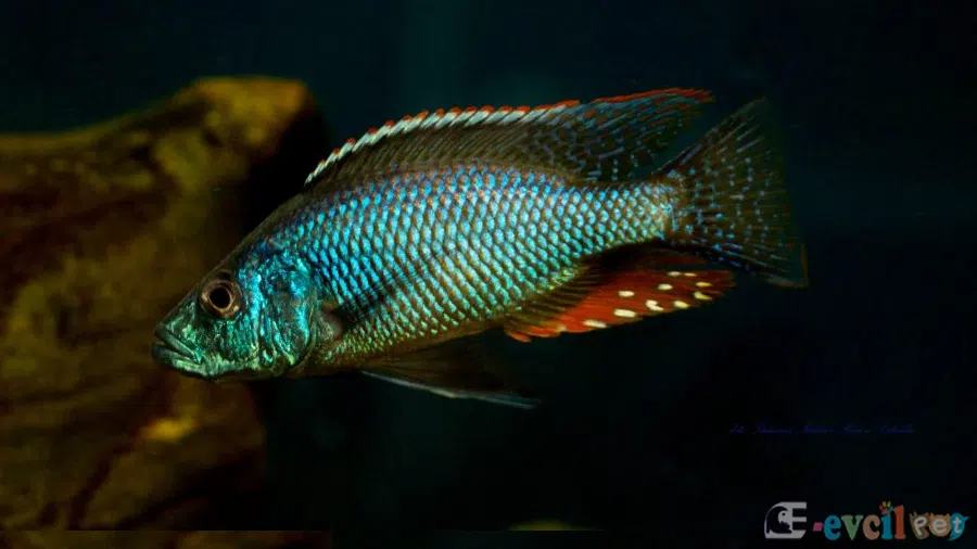 Dimidiochromis strigatus Erkek Yakın Çekim