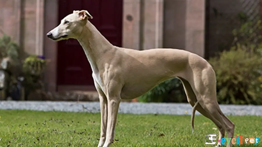 Whippet Karakter Özellikleri