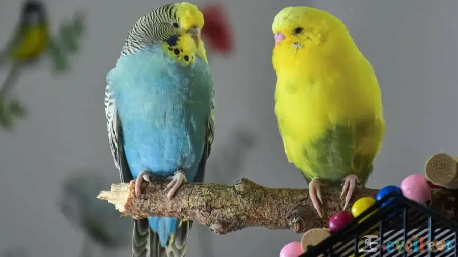 Muhabbet Kuşu Çift