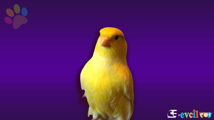 Harz Roller Kanarya Bakımı ve Beslenmesi