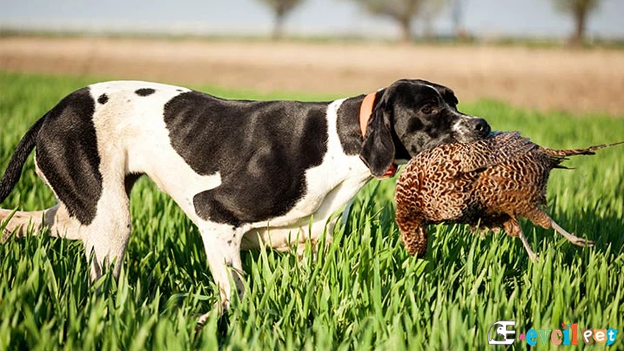 English Pointer Temel Eğitimi ve Tuvalet Eğitimi