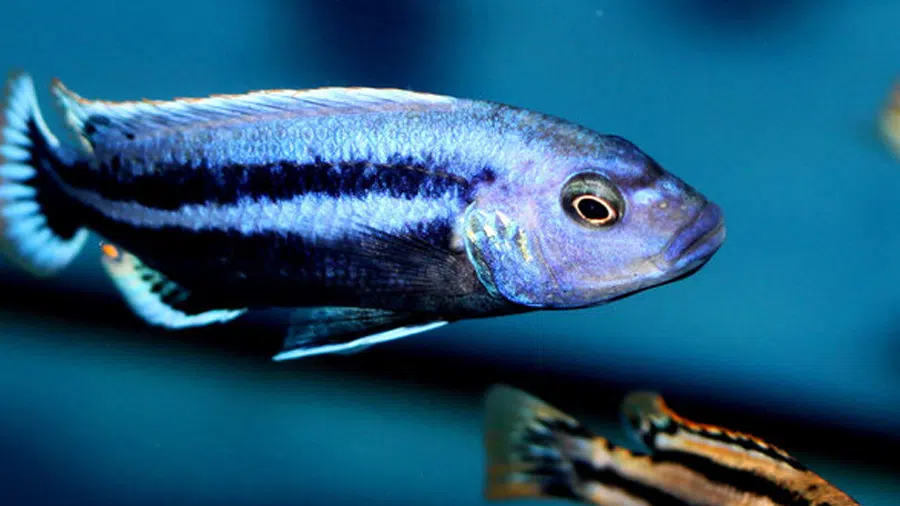 Melanochromis chipokae Akvaryumu
