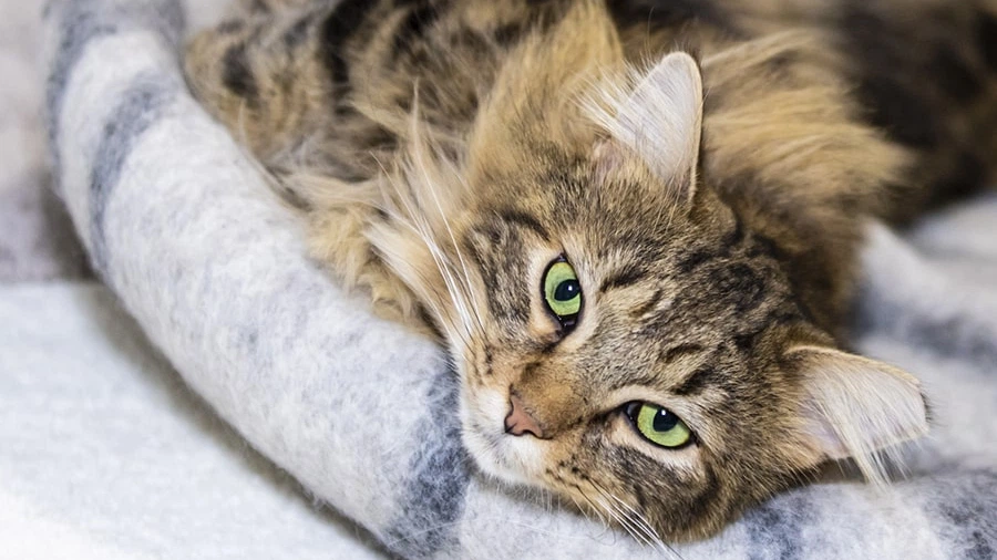 Domestic Longhair Fiziksel Özellikleri