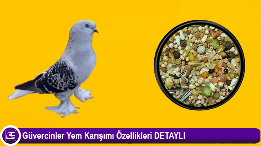 Güvercin Yemi