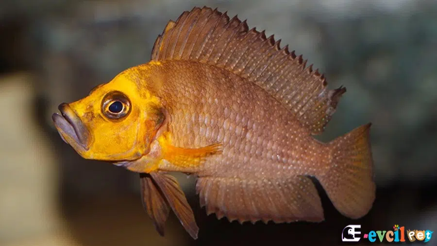 Altolamprologus compressiceps