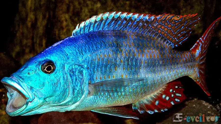 Nimbochromis fuscotaeniatus (Fusco) Baskın Erkek