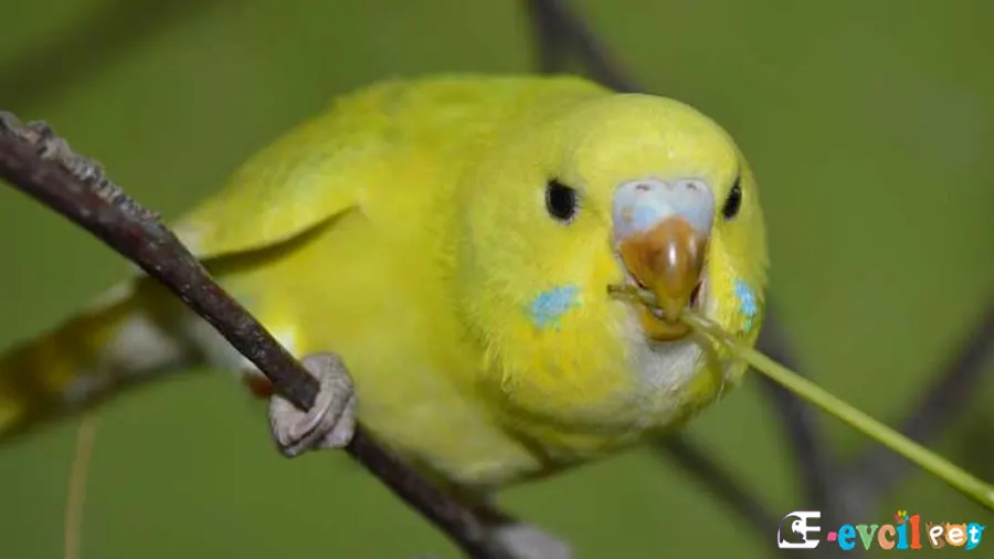 Muhabbet Kuşlarında Yağlanma