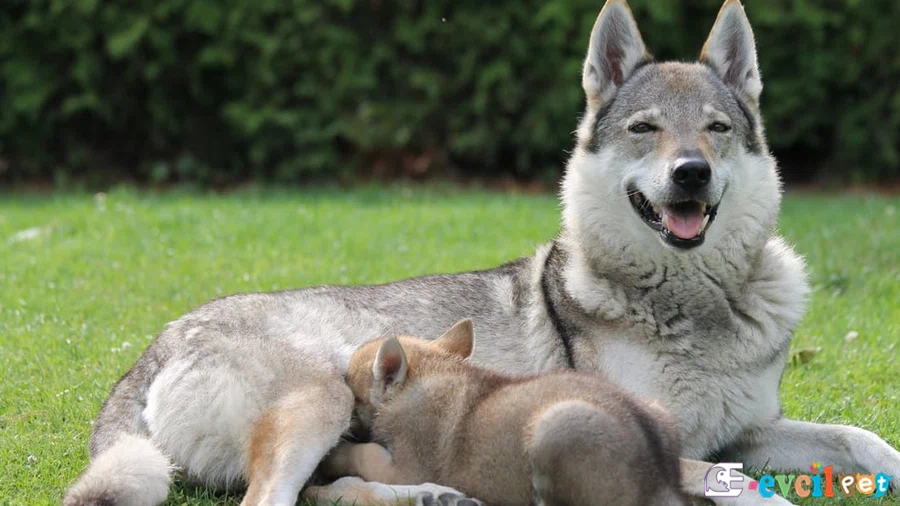 Çekoslavakya Kurt Köpeği (Czechoslovakian Wolfdog) Çekoslavakya Kurt Köpeği Bakımı ve Beslenmesi