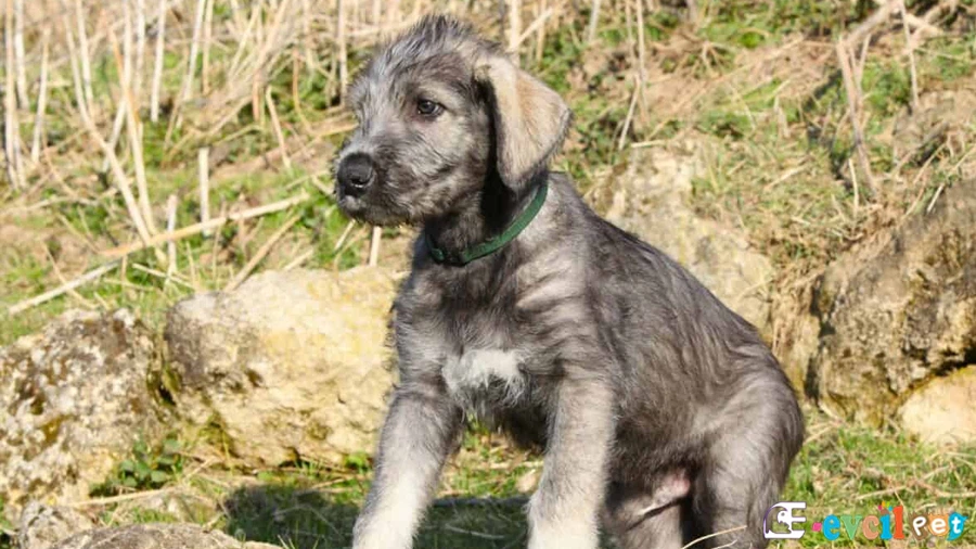 Irish Wolfhound Genetik Sağlık Sorunları Hastalıkları (İrlanda Kurt Köpeği)