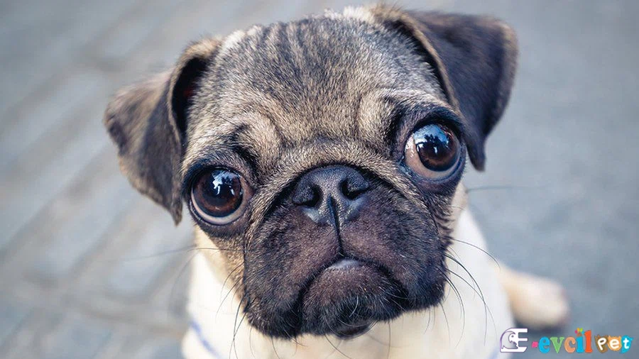 Köpek