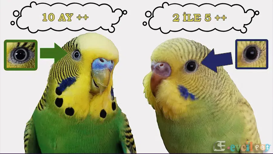 Muhabbet Kuşu Yaş Tahmini Göze Göre