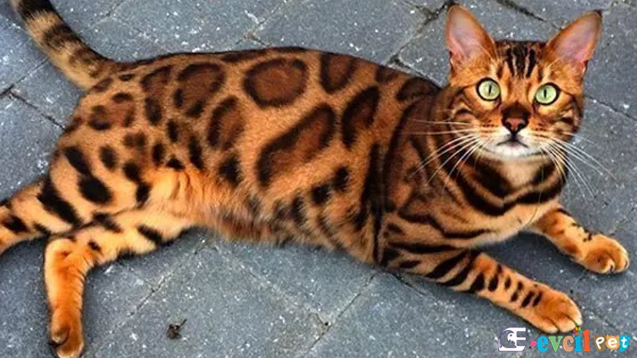 Bengal Fiziksel Özellikleri