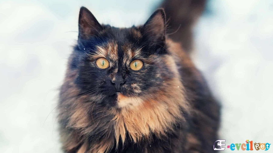 Tortoiseshell Bakımı ve Beslenmesi