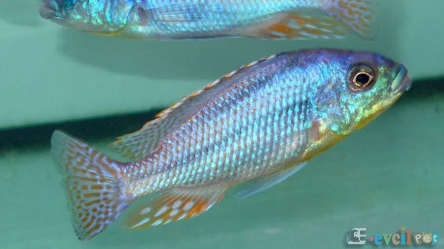 Chilotilapia Euchilus Erkek ve Dişi