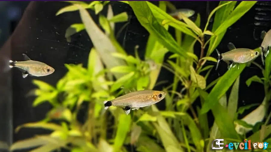 Dawn Tetra (Panda Tetra) Akvaryumu