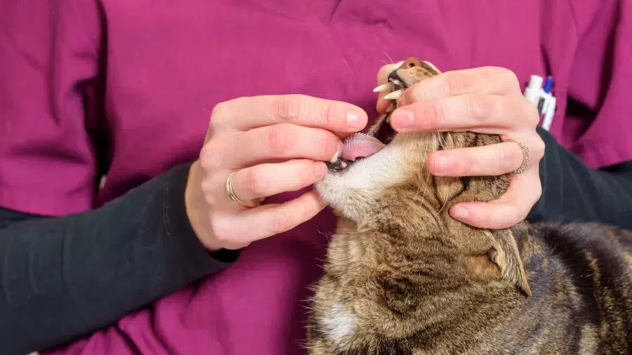 Hap içern kedi