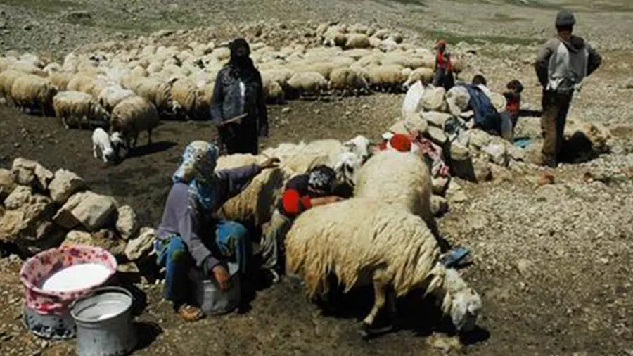 Şavak Akkaraman Koyun Sürüsü Sağılırken
