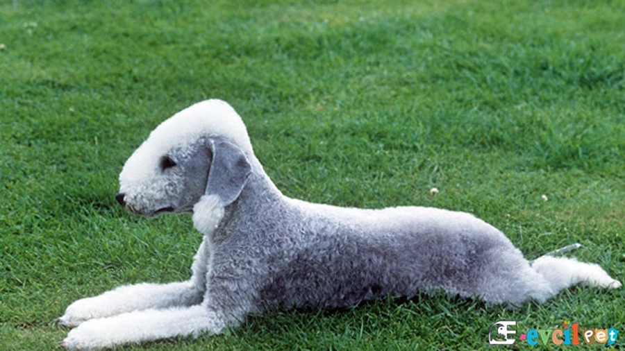 Bedlington Terrier Temel Eğitimi ve Tuvalet Eğitimi