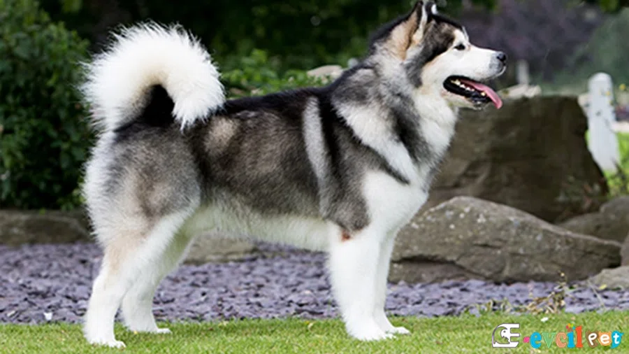 Alaskan Kurdu Malamute Bakımı ve Beslenmesi