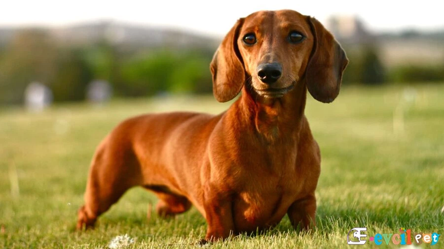 Sosis Köpek Dachshund Sosis Köpek Dachshund Bakımı ve Beslenmesi