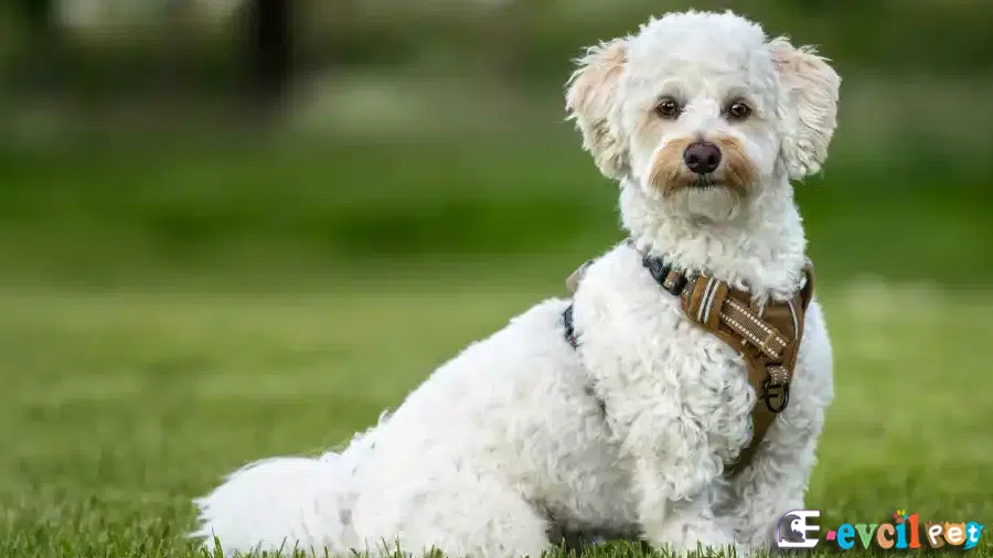 Poochon