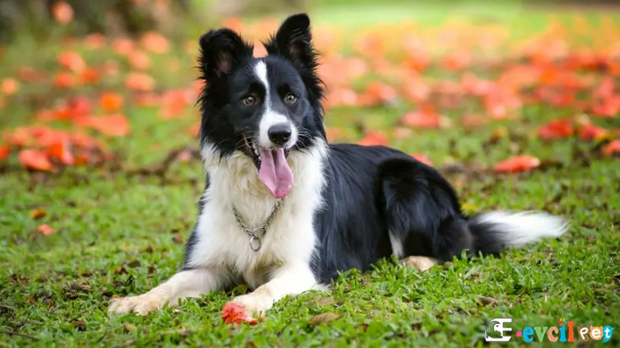 Border Collie Fiziksel Özellikleri