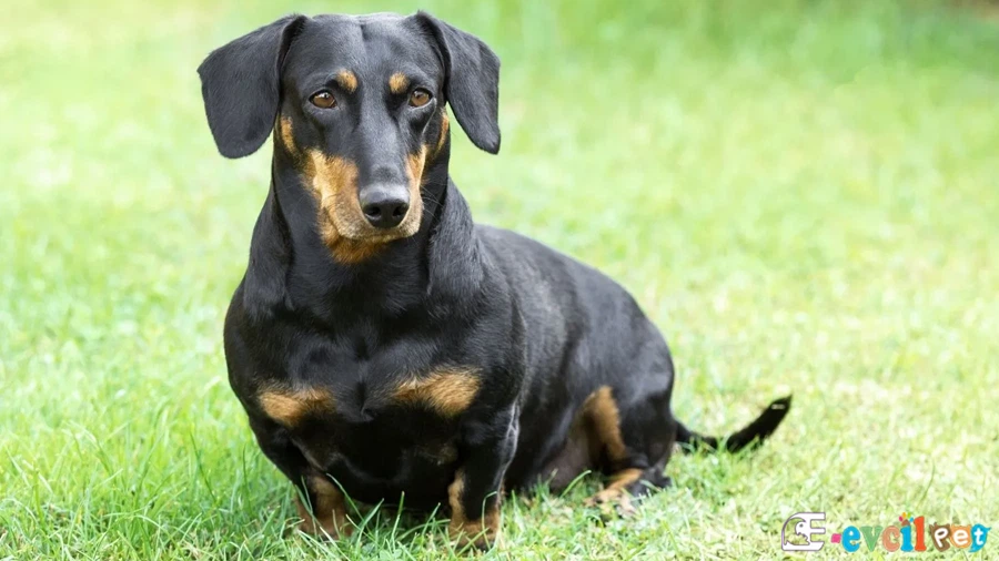 Sosis Köpek Dachshund Sosis Köpek Dachshund Karakter Özellikleri