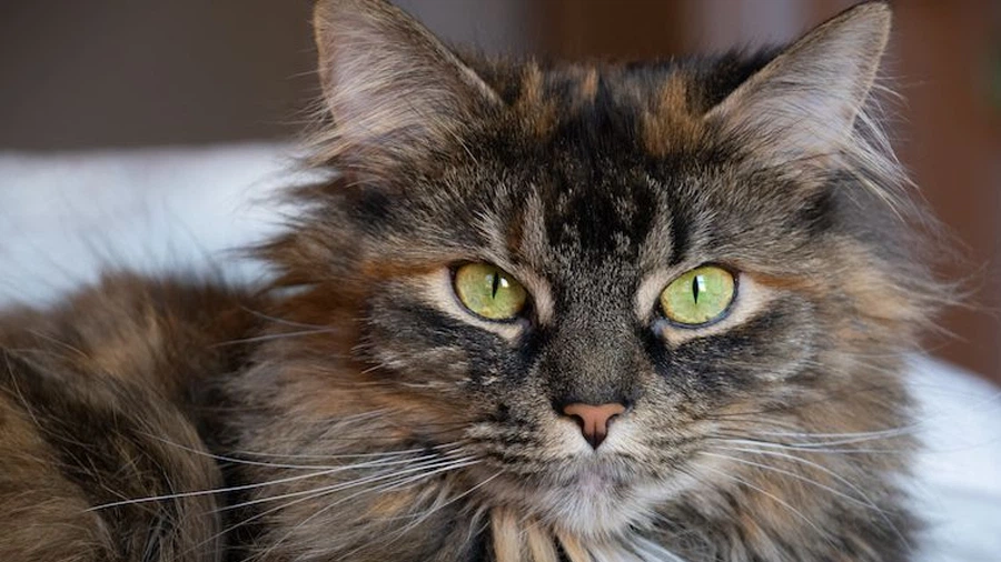 Domestic Longhair Kedisi