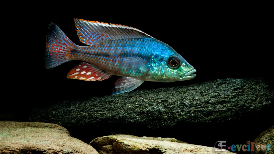 Protomelas Similis