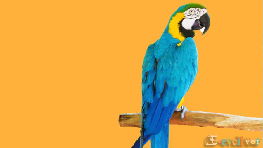 Macaw Papağanı